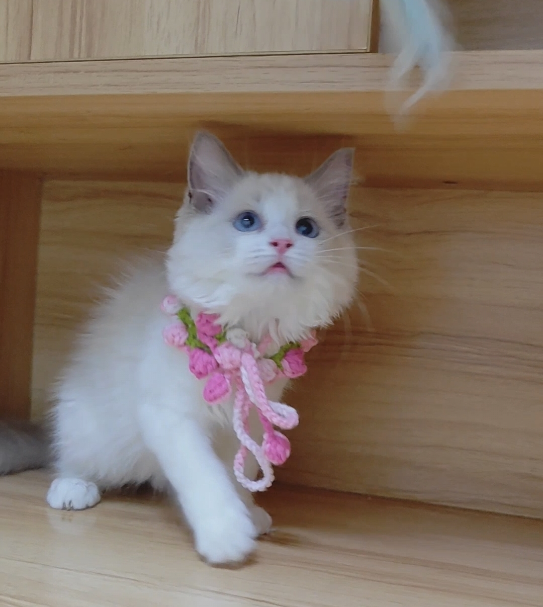 蓝双布偶猫妹妹
